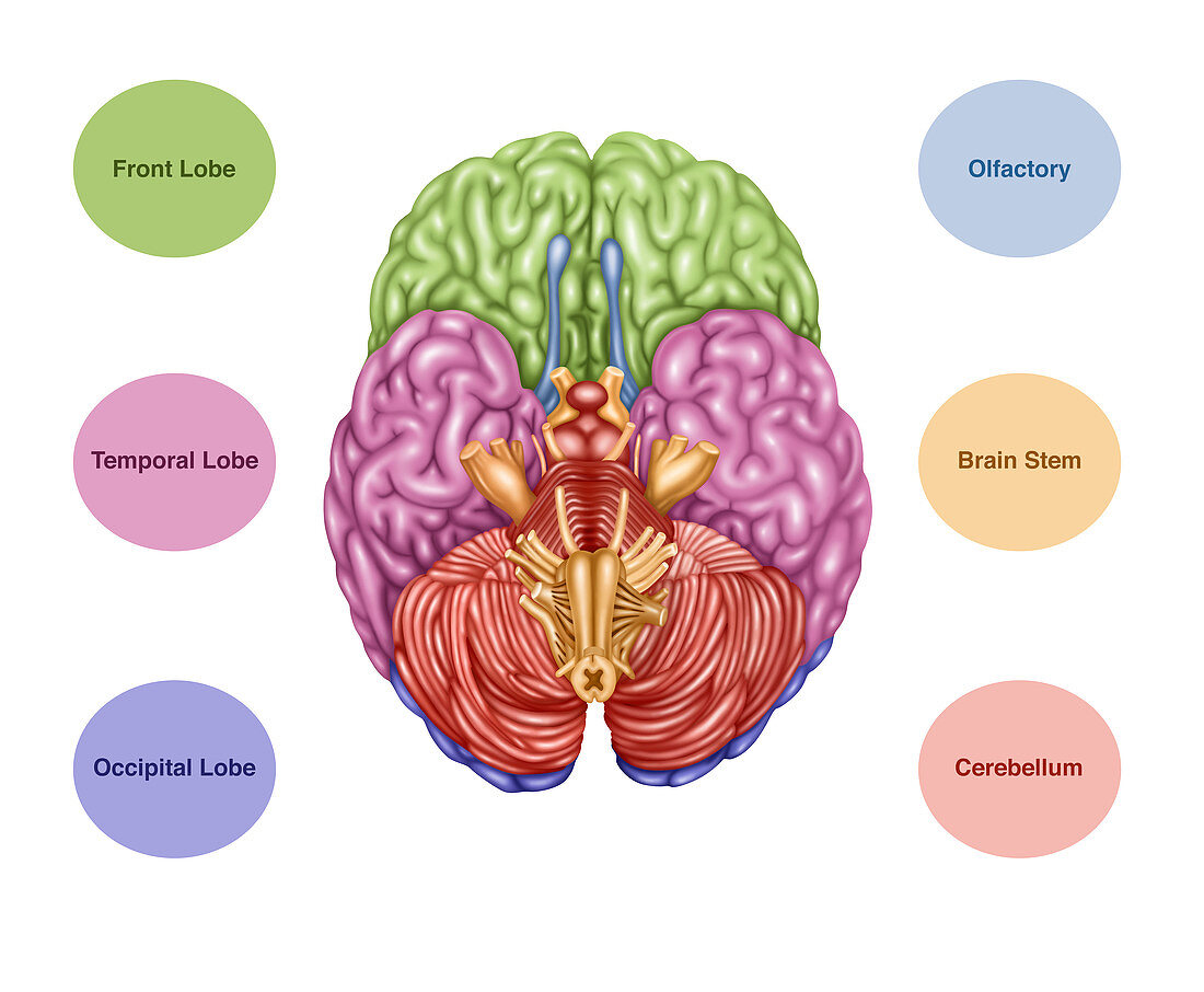 Brain Anatomy, Inferior View, Illustration