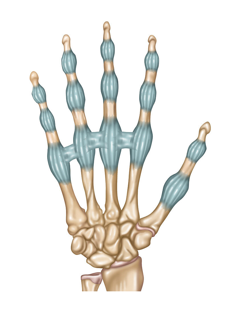 Finger Ligaments, Illustration