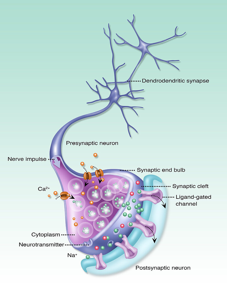 Detailed Neuron, Illustration