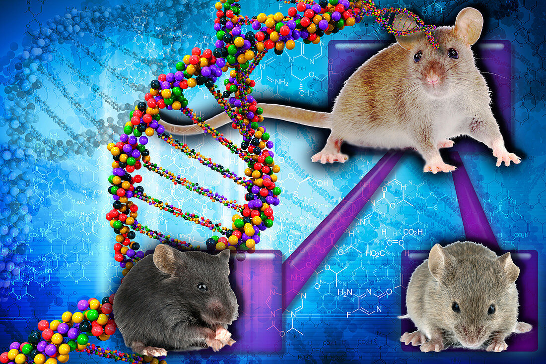Gene Expression in Mice