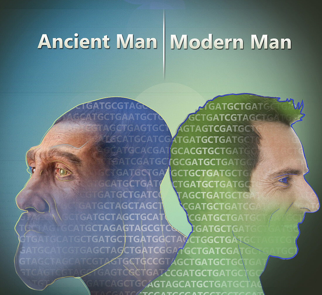 Human Evolution, Genetics Research