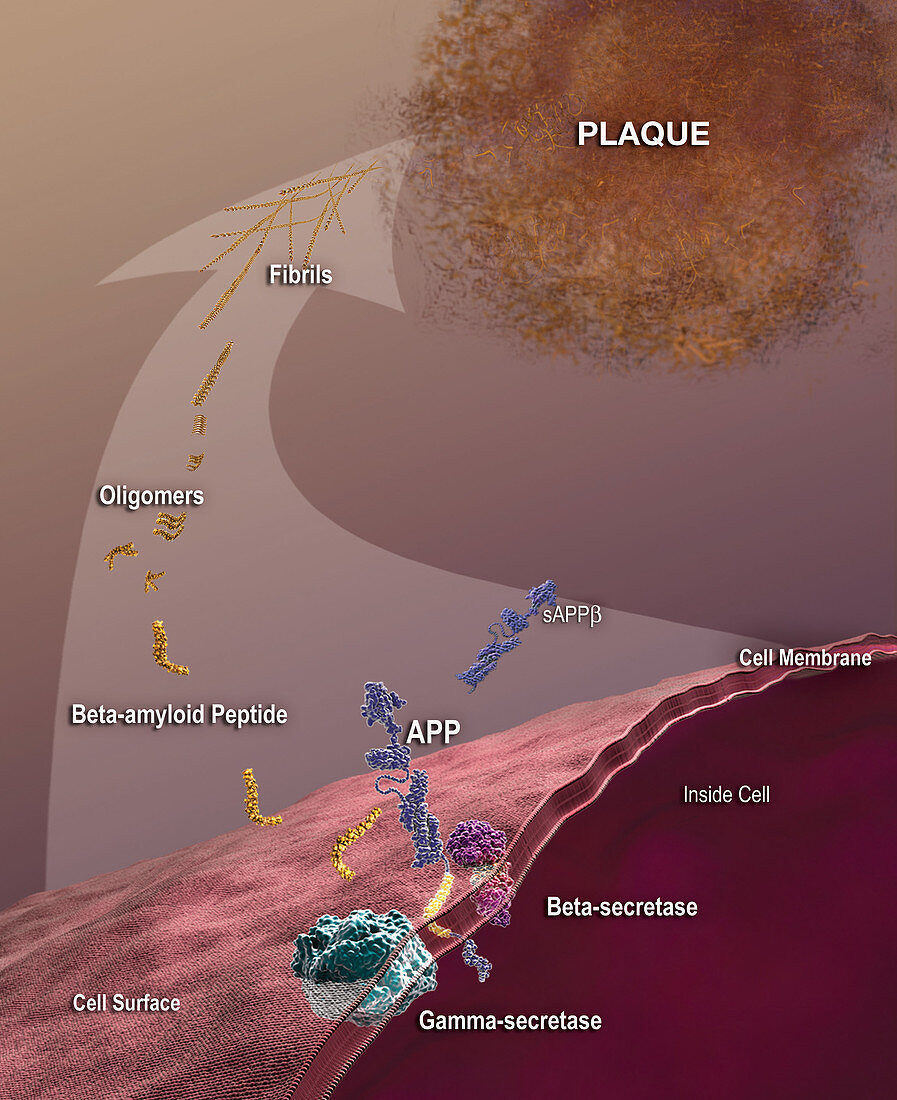 From APP to Beta-Amyloid Plaque