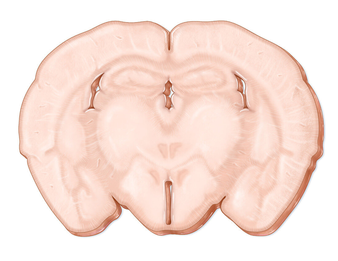 Mouse Brain, illustration
