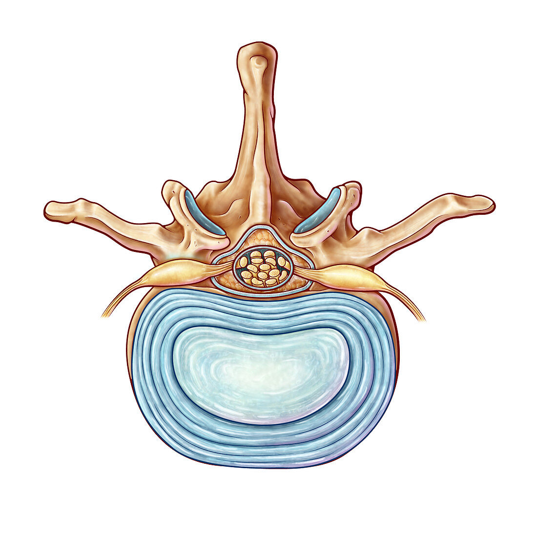 Lumbar Vertebra and Disk, illustration