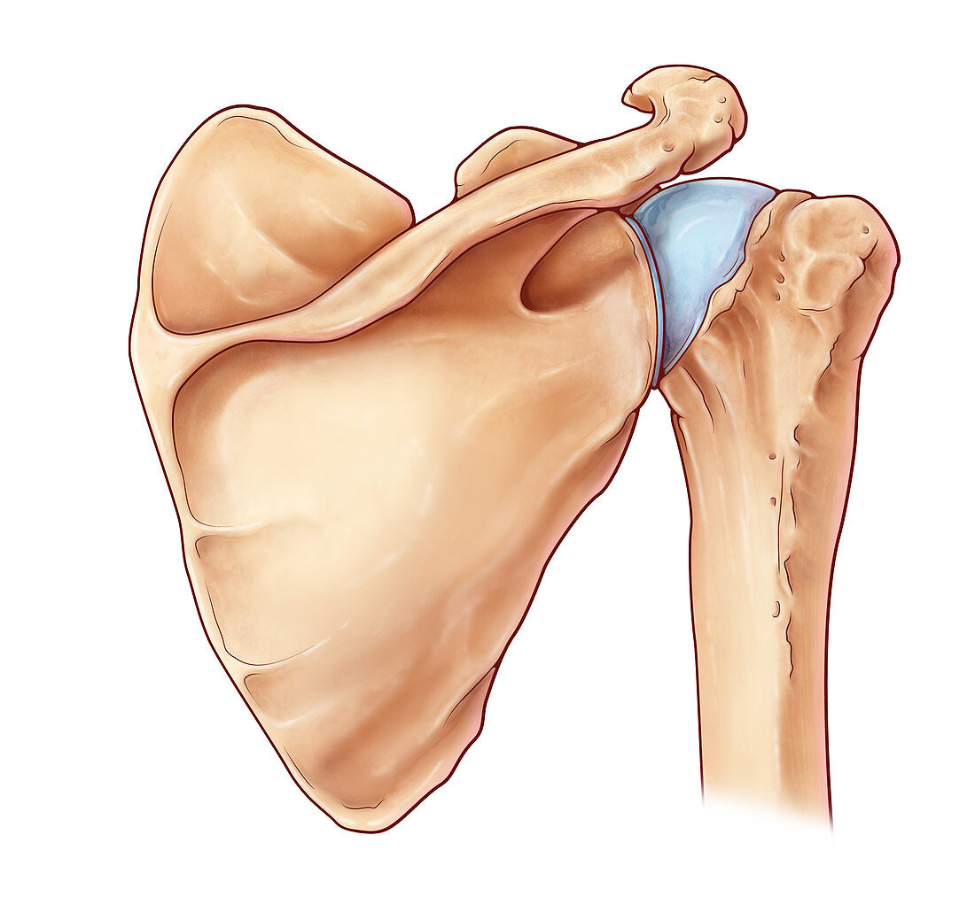 Shoulder Joint, illustration