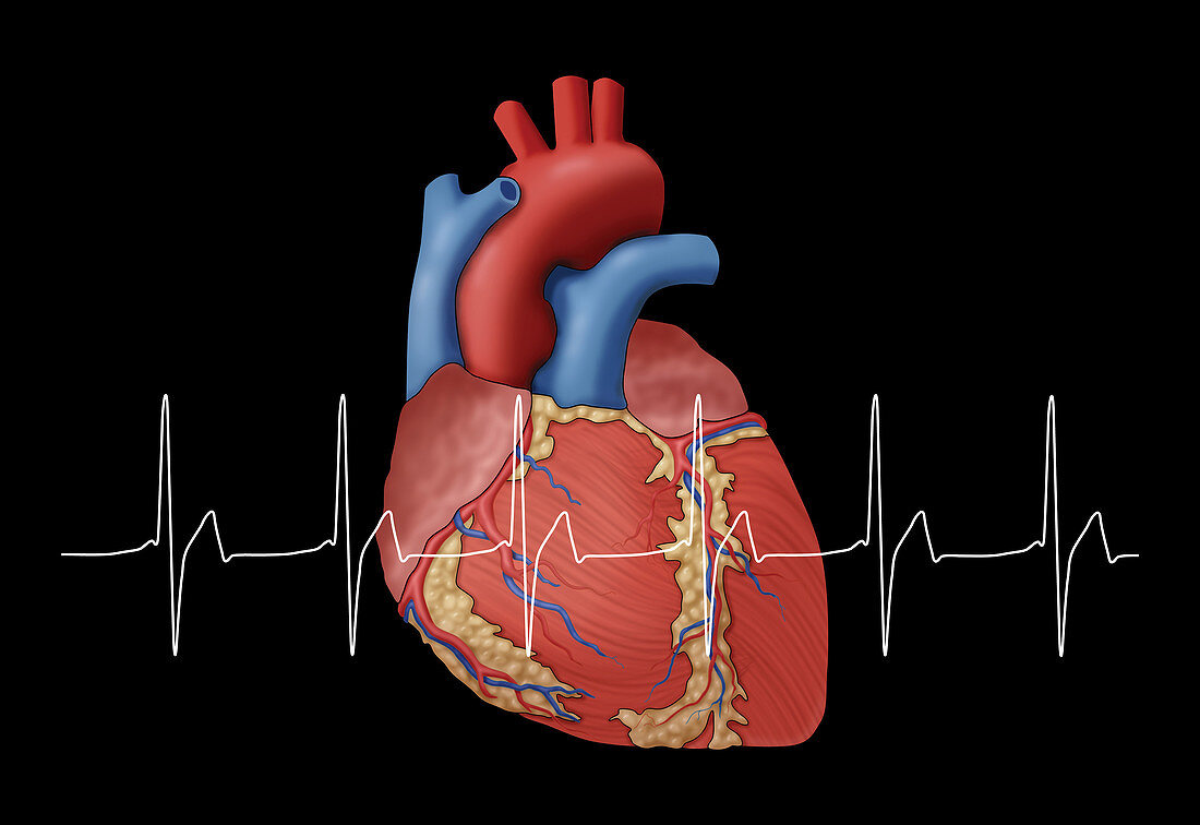 Normal Heartbeat, Illustration