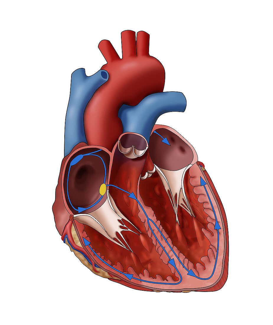 Normal Heart Electrical System, Illustration