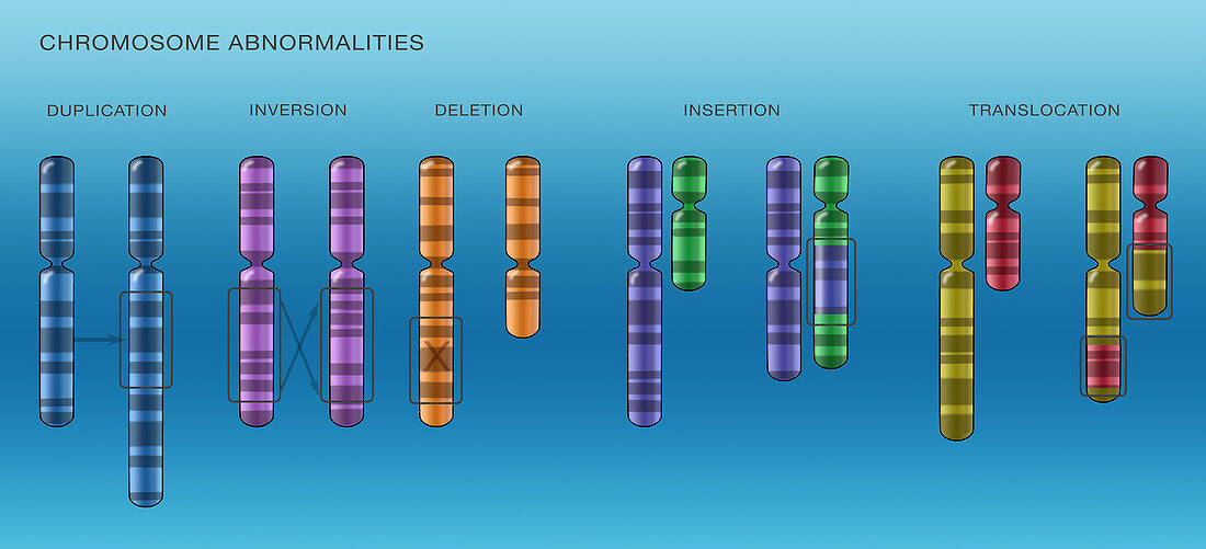 Chromosome Mutations, Illustration