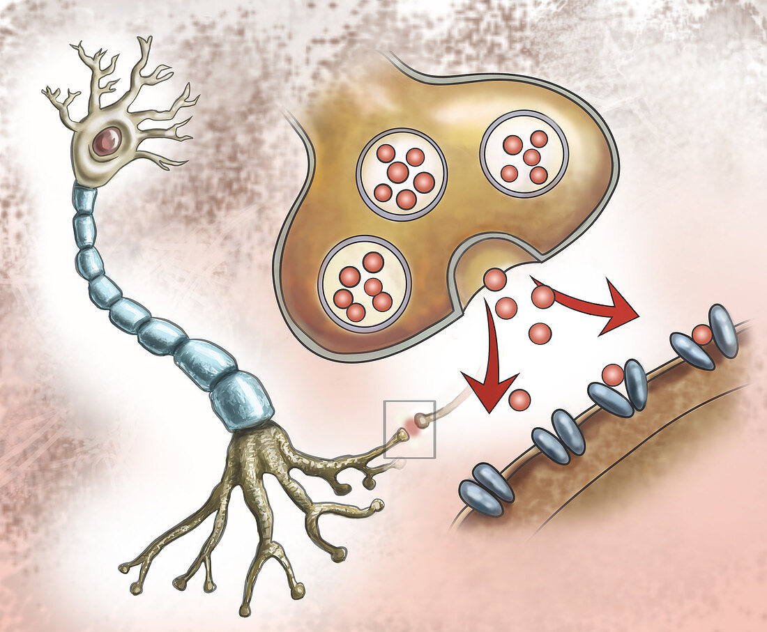 Nerve Structure & Synapses, Illustration