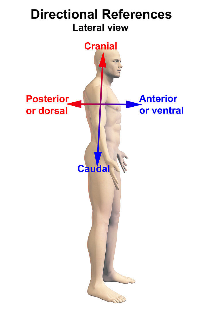 Human Male Figure with Directional Terms