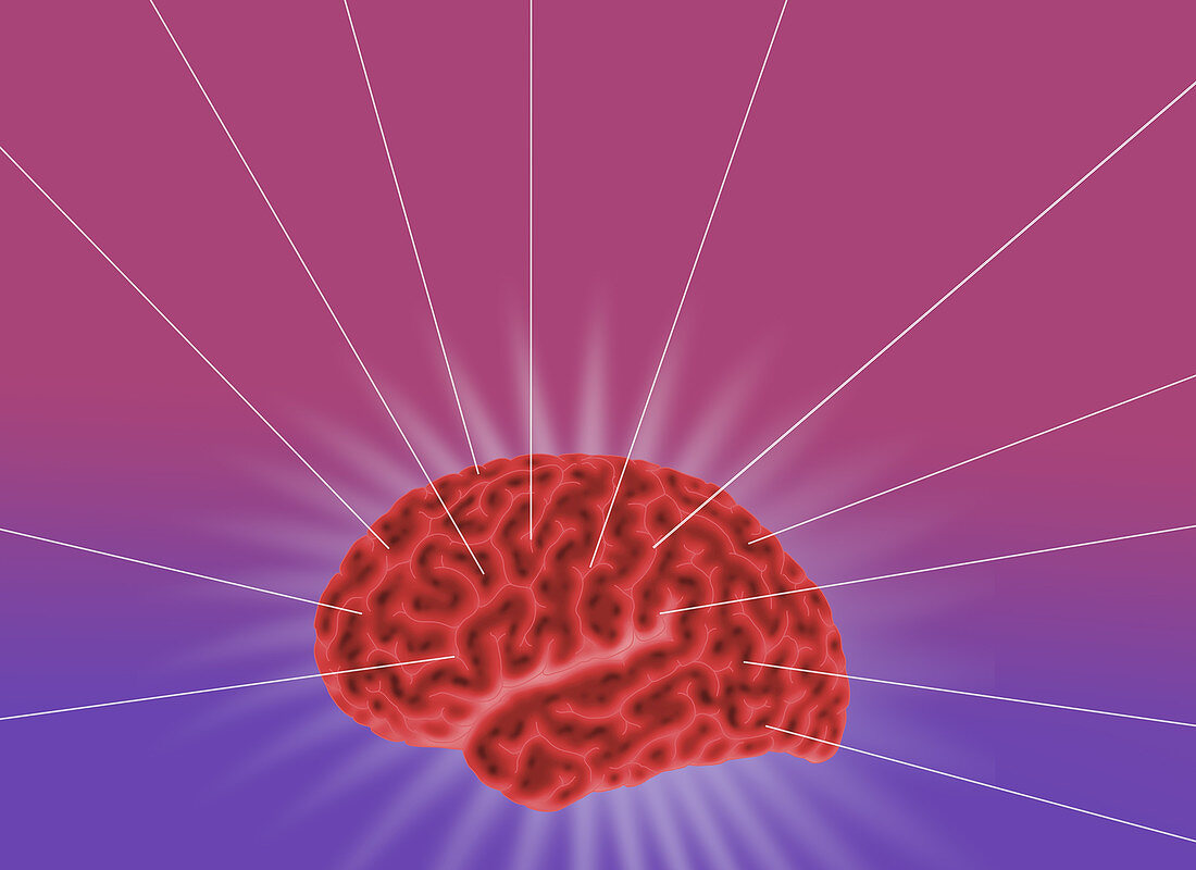 Conceptual Brain, Illustration