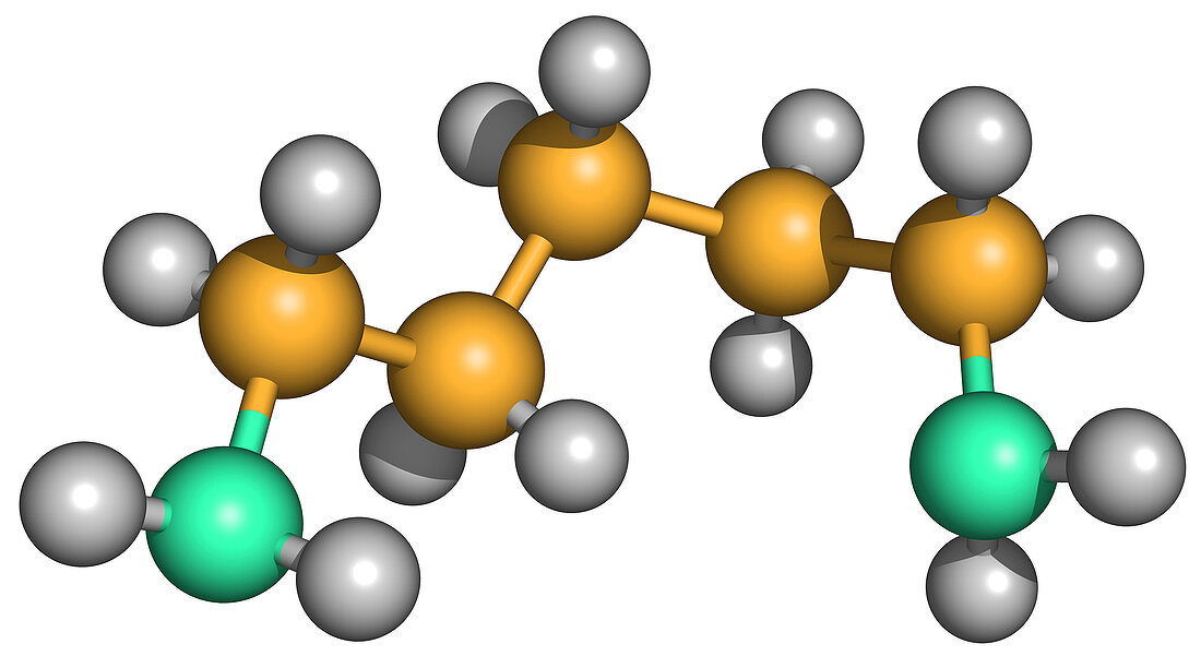 Cadaverine Molecule