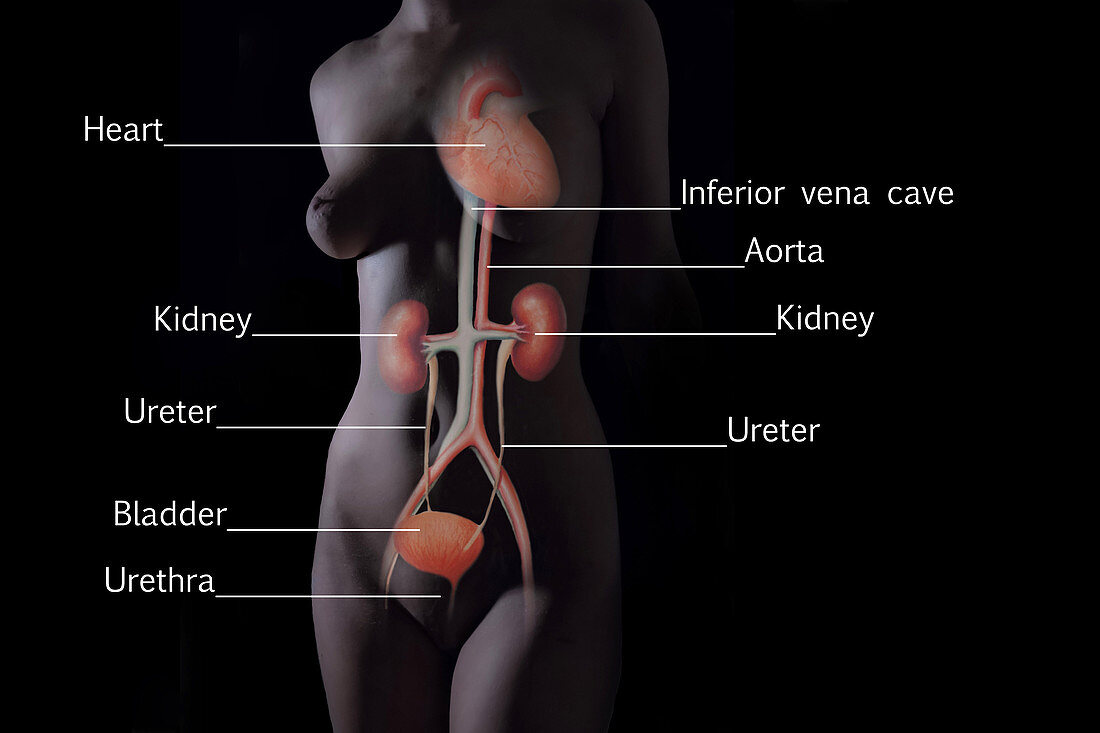 Urinary System Female Torso Labelled