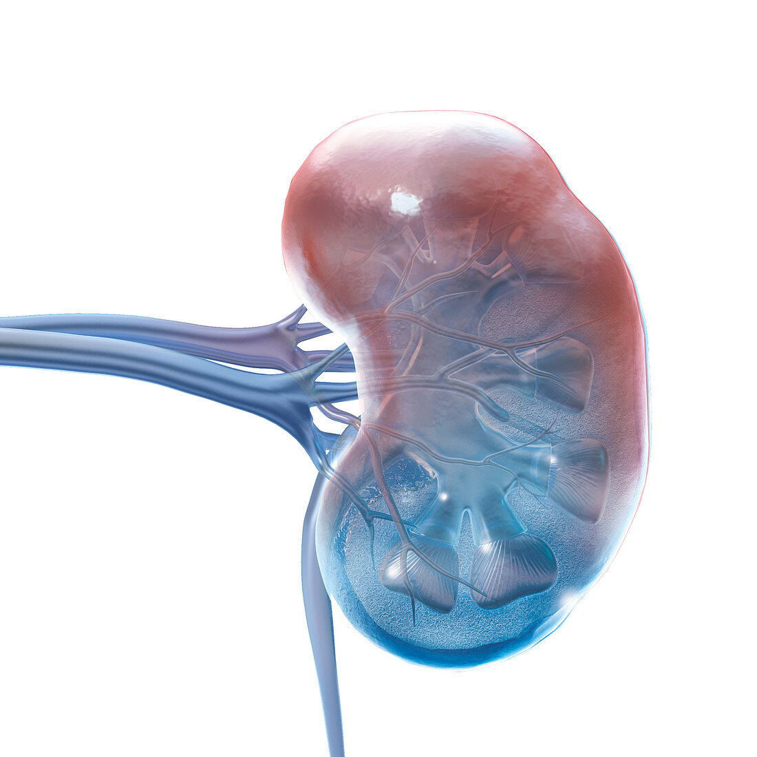 Glass Kidney, Illustration