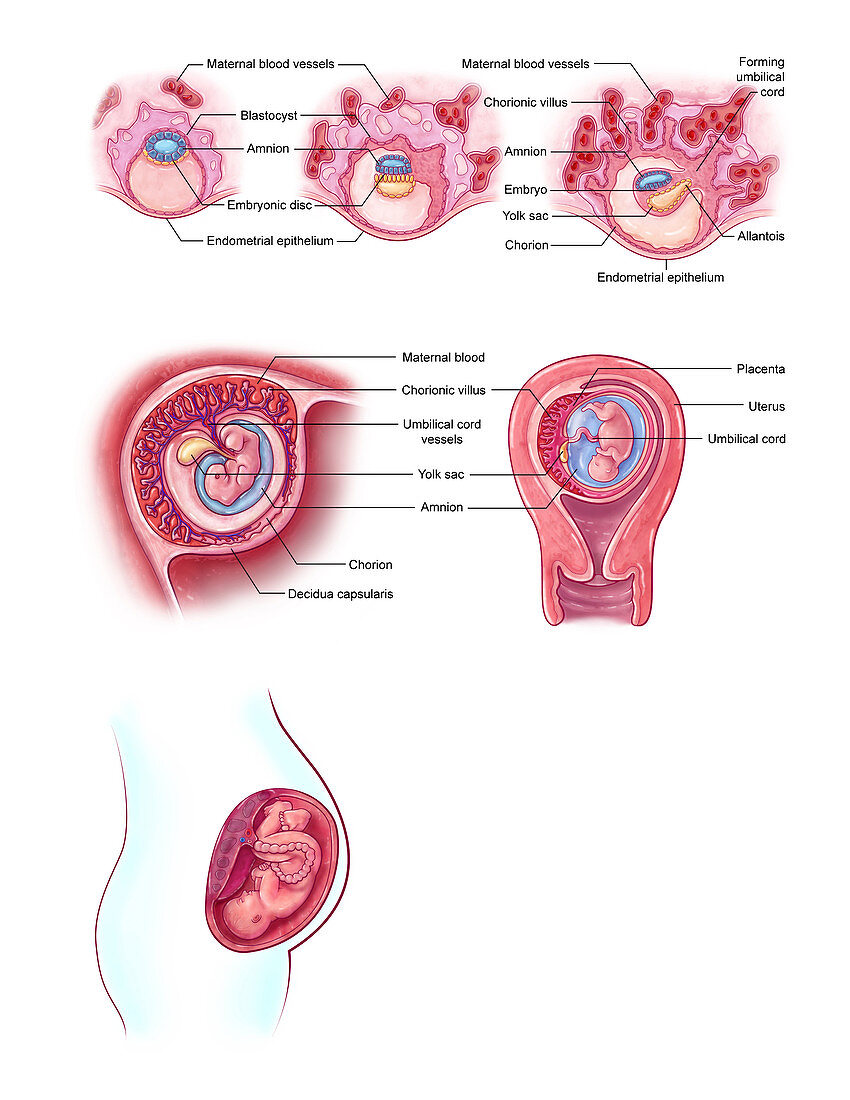 Embryonic Development, illustration