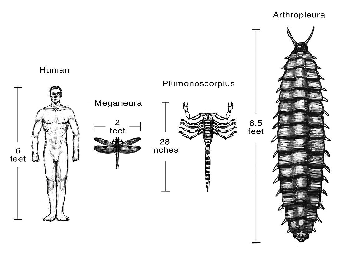 Carboniferous Fauna Compared to Humans