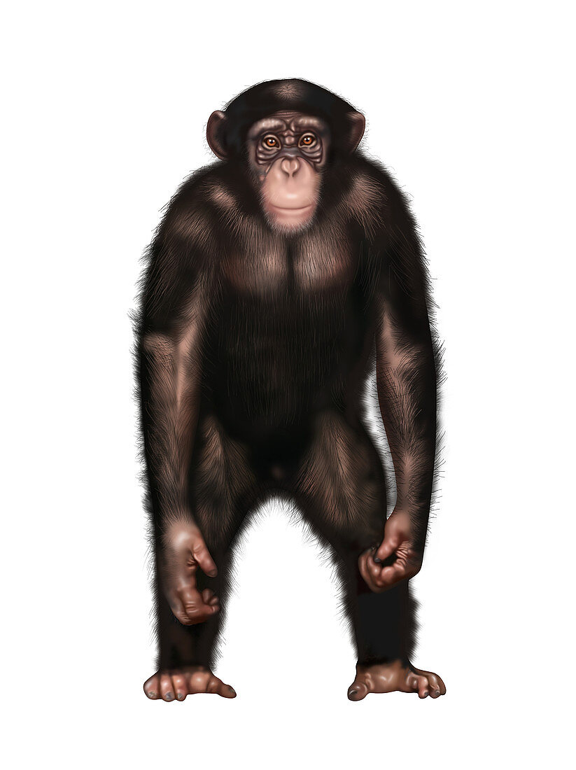 Chimpanzee, Illustration