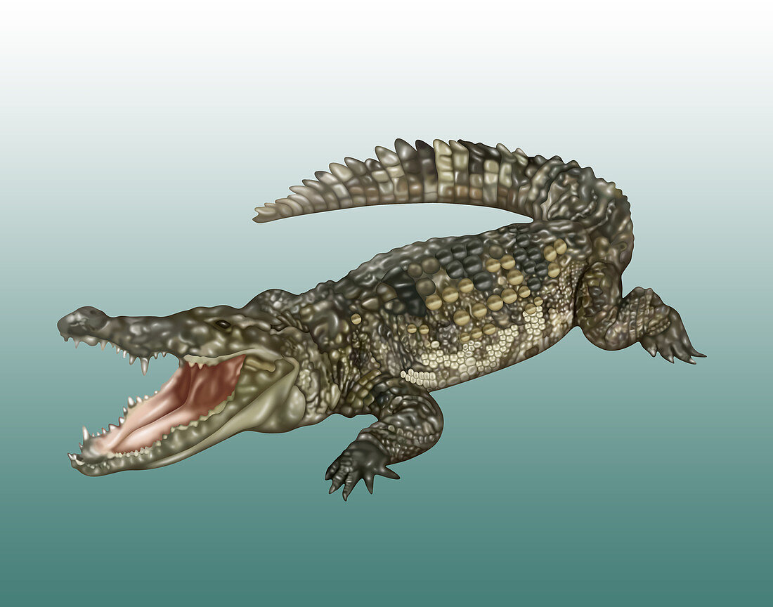 Crocodile, Illustration