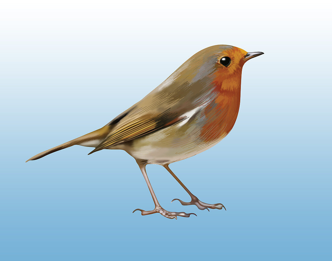 Bird Anatomy, Illustration