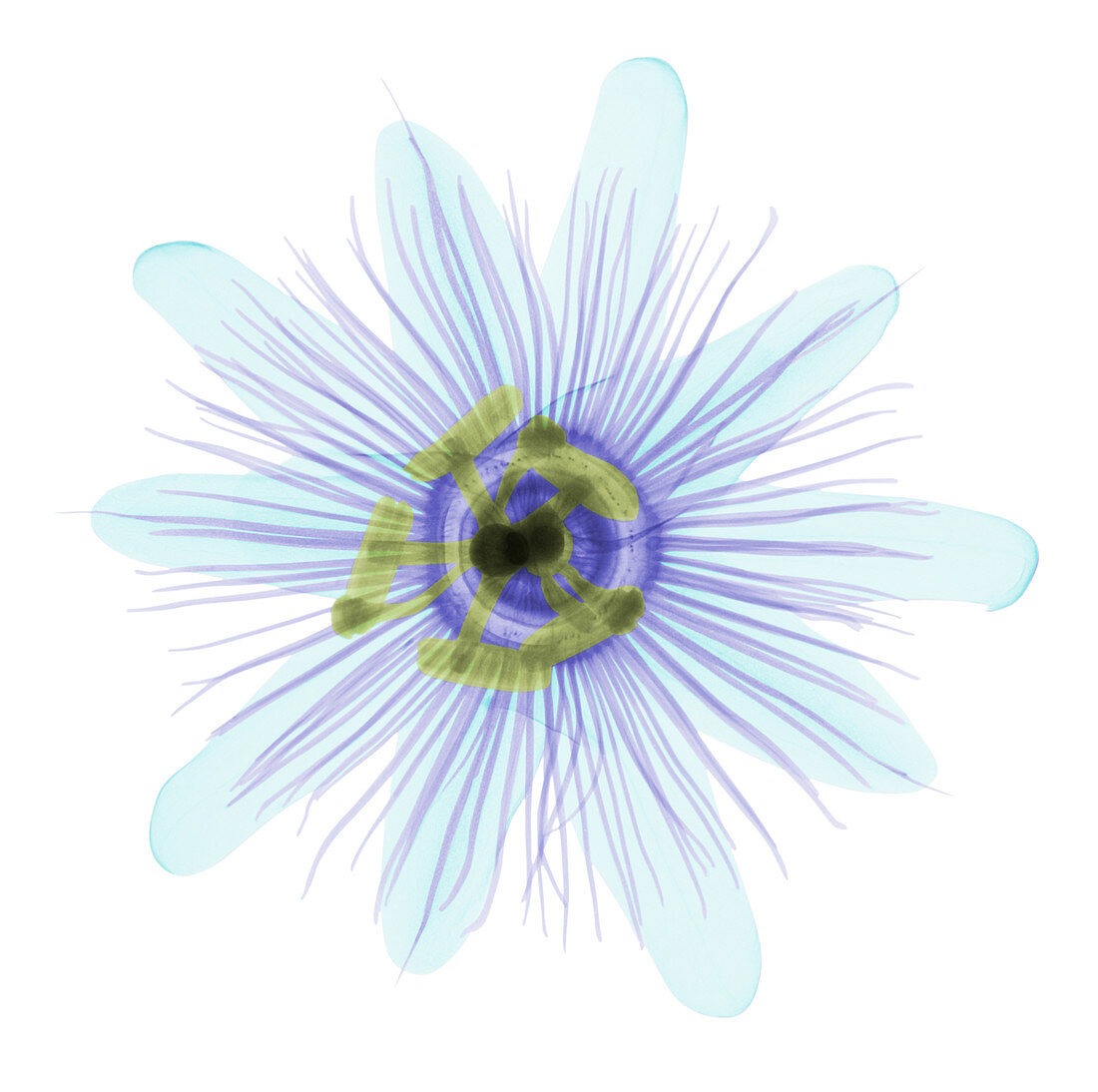 Passion Flower, X-ray