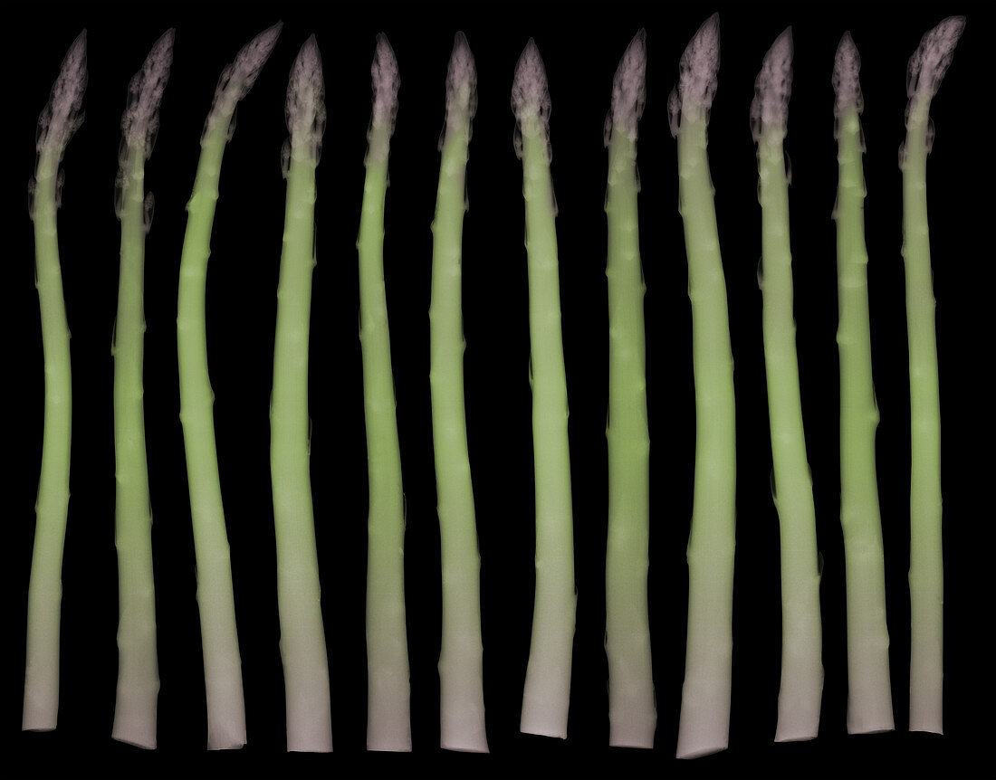 Asparagus, X-ray