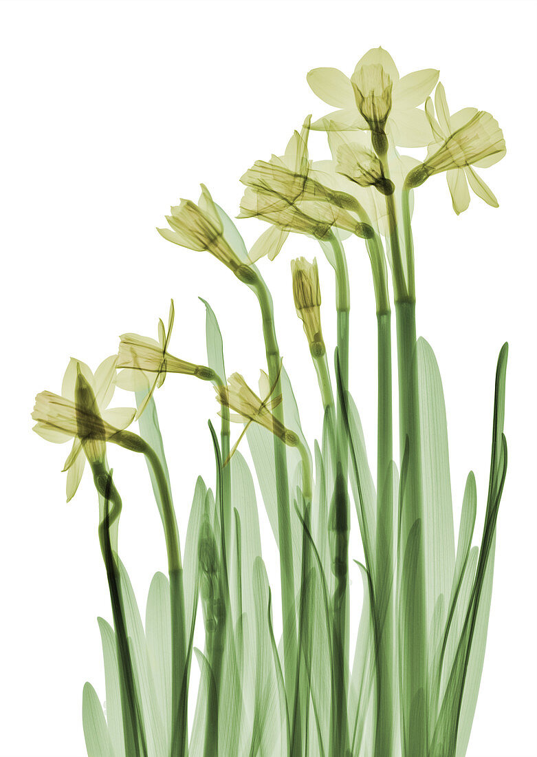 Daffodil Flower, X-ray