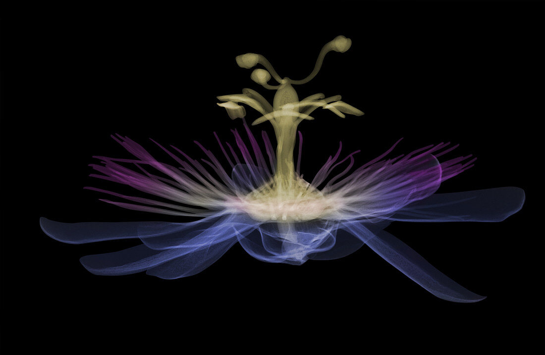Passion flower, X-ray