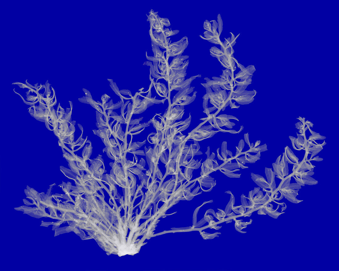 Seaweed, X-ray