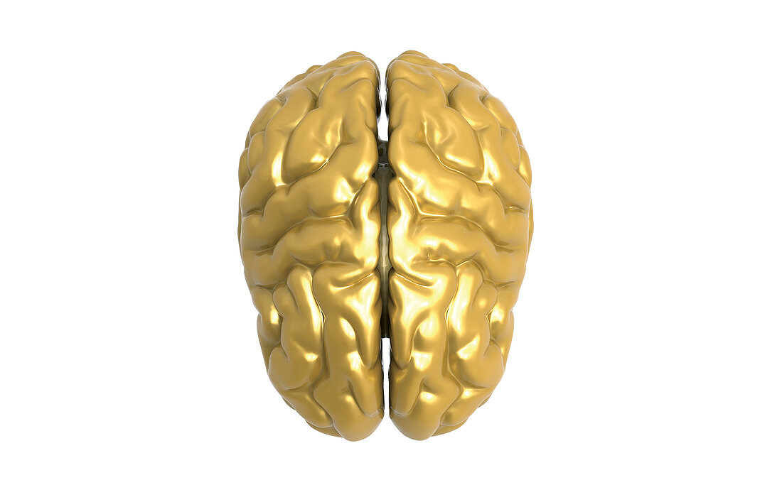 Gold Brain, Illustration