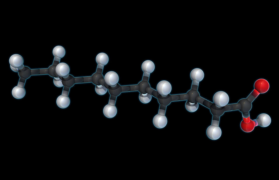 Decanoic Acid, Molecular Model