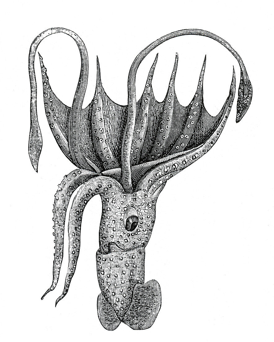 Squid, Deep Sea Cephalopod