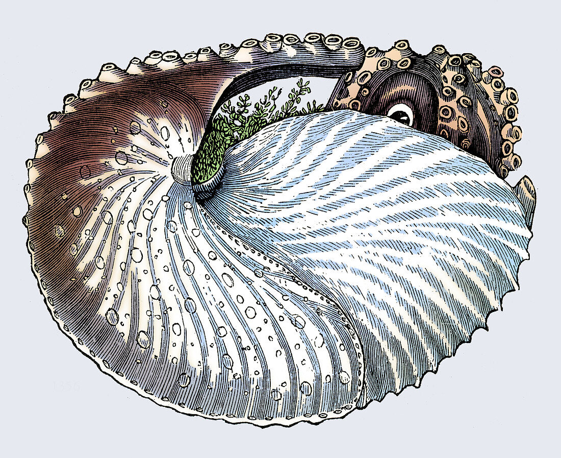 Argonaut or Paper Nautilus