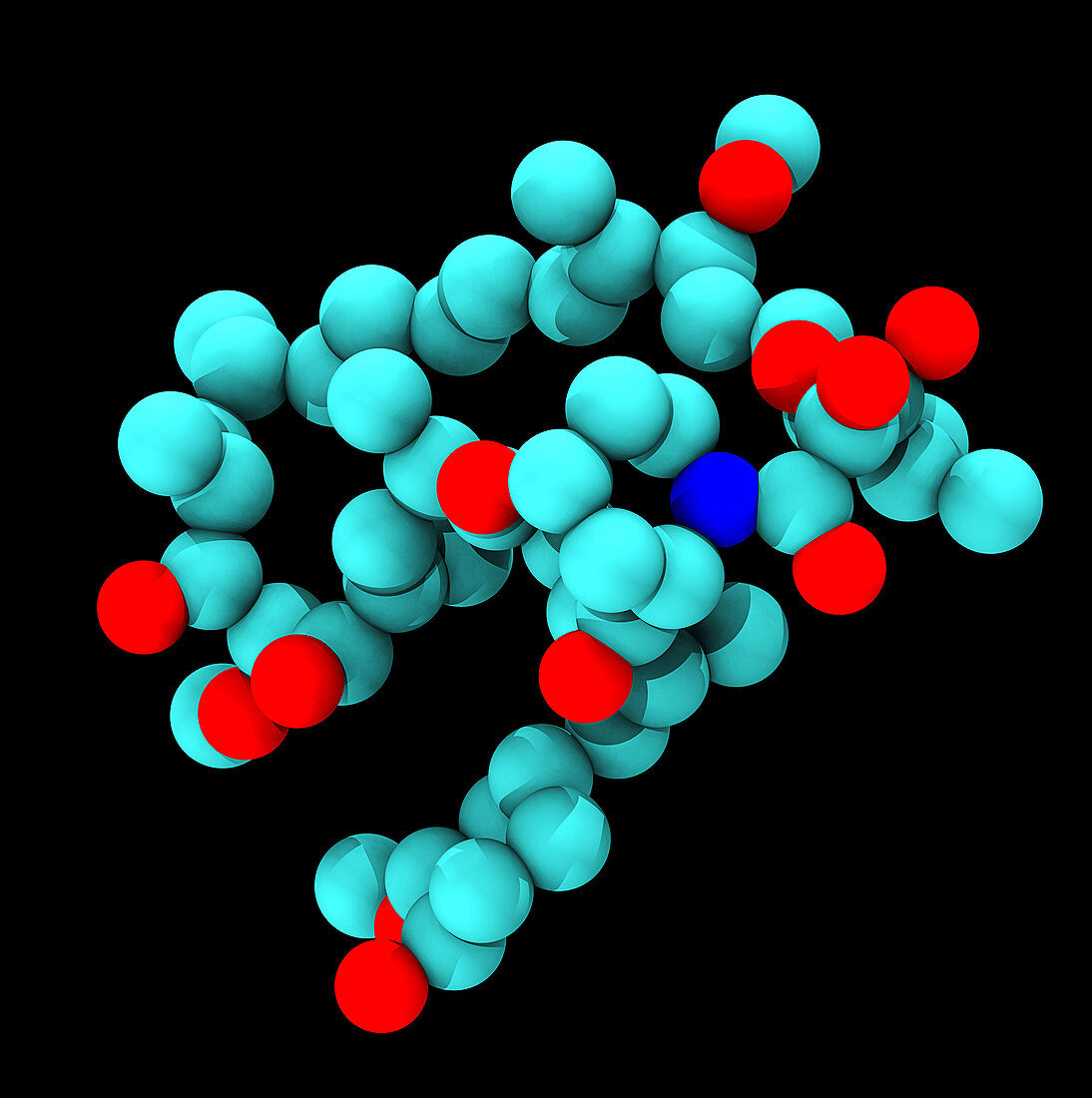 Sirolimus (Rapamycin), Molecular Model