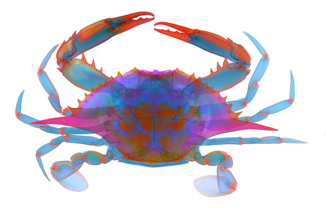 Blue Crab, X-ray