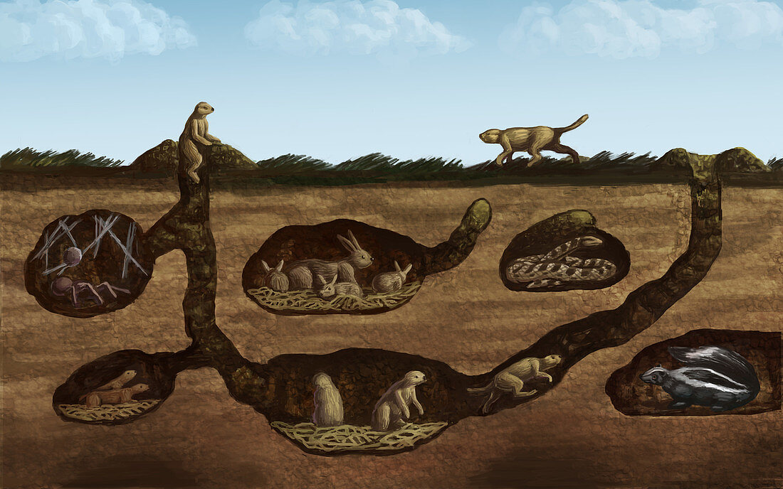 Prairie Animals, Illustration