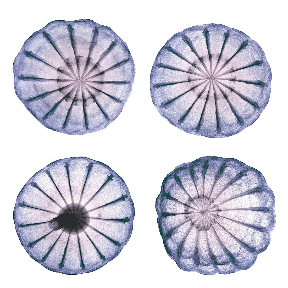 Opium Poppy Pods, X-ray