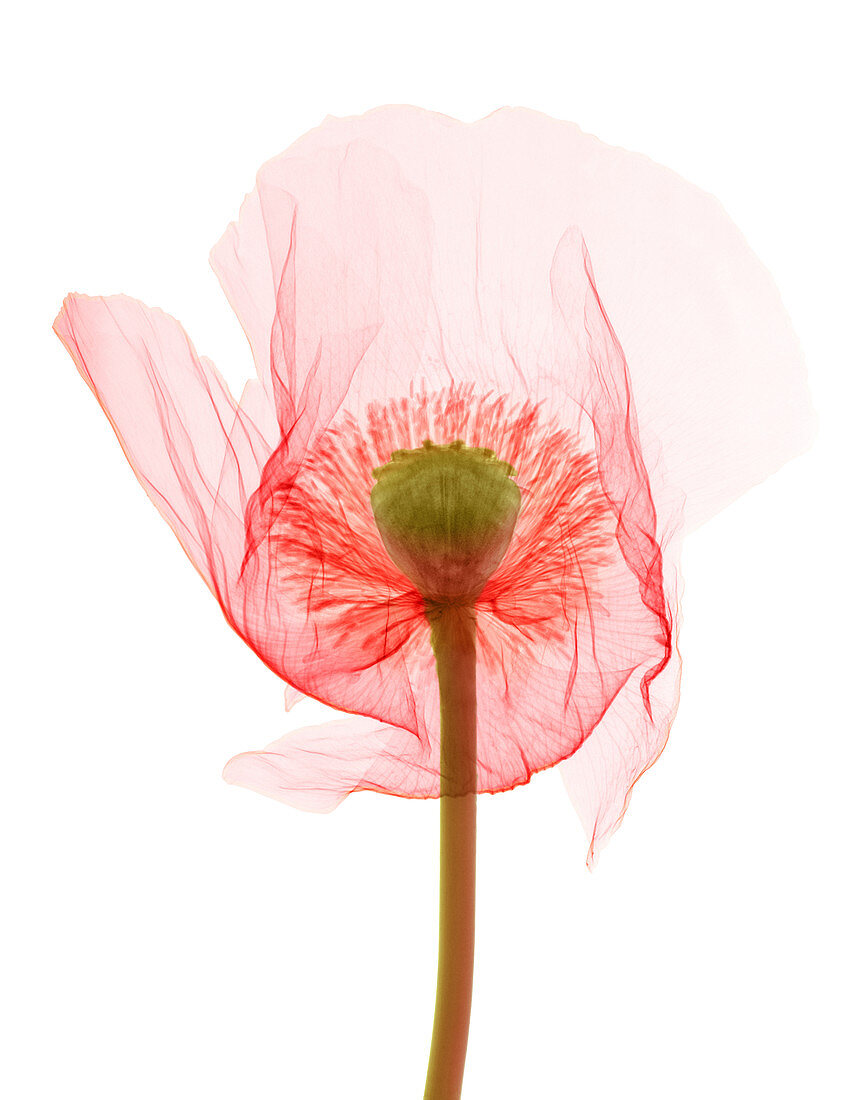 Opium Poppy, X-ray