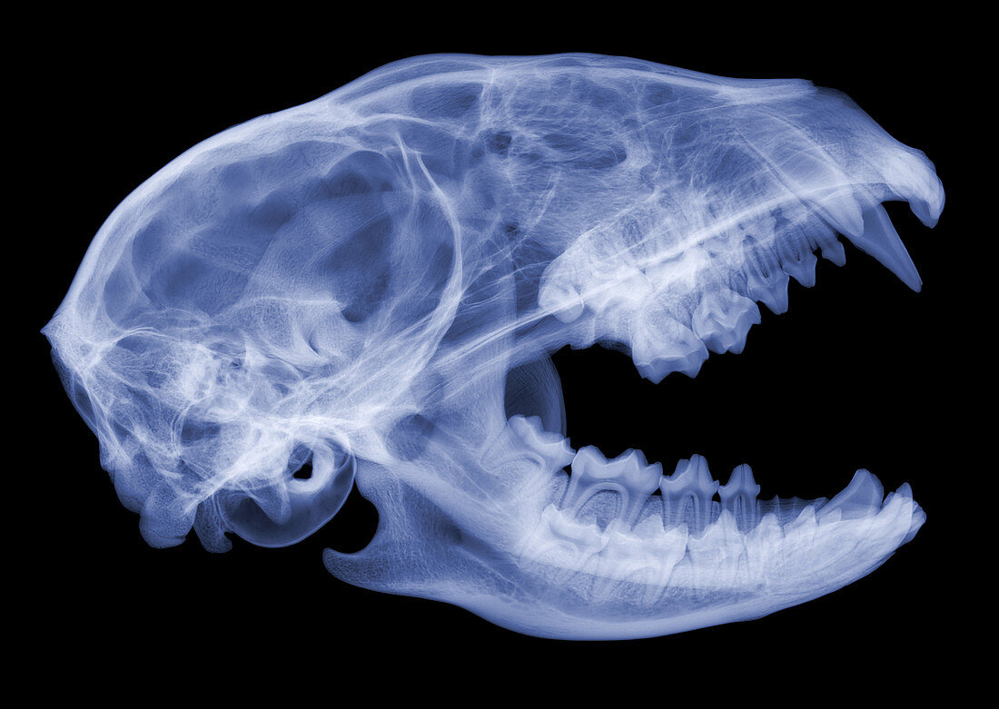Raccoon Skull, X-ray
