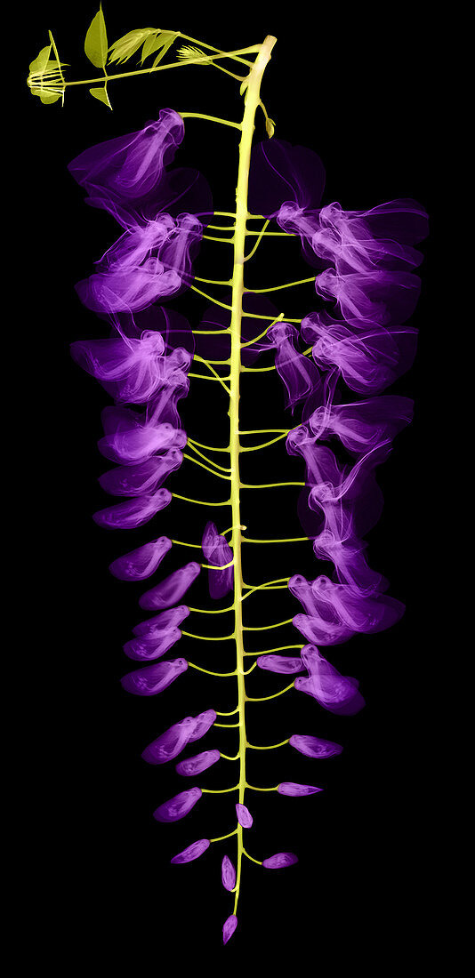 Wisteria Flowers, X-ray