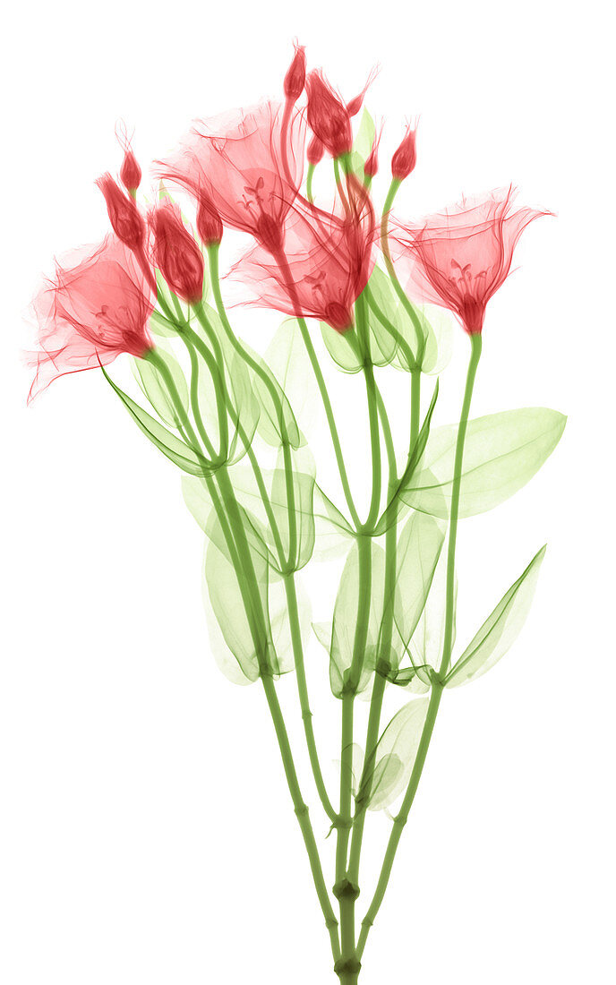 Lisianthus Flowers, X-ray