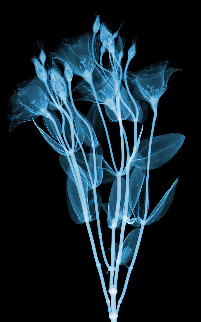 Lisianthus Flowers, X-ray