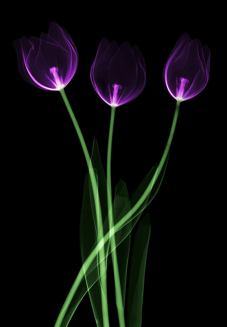 Tulips, X-ray