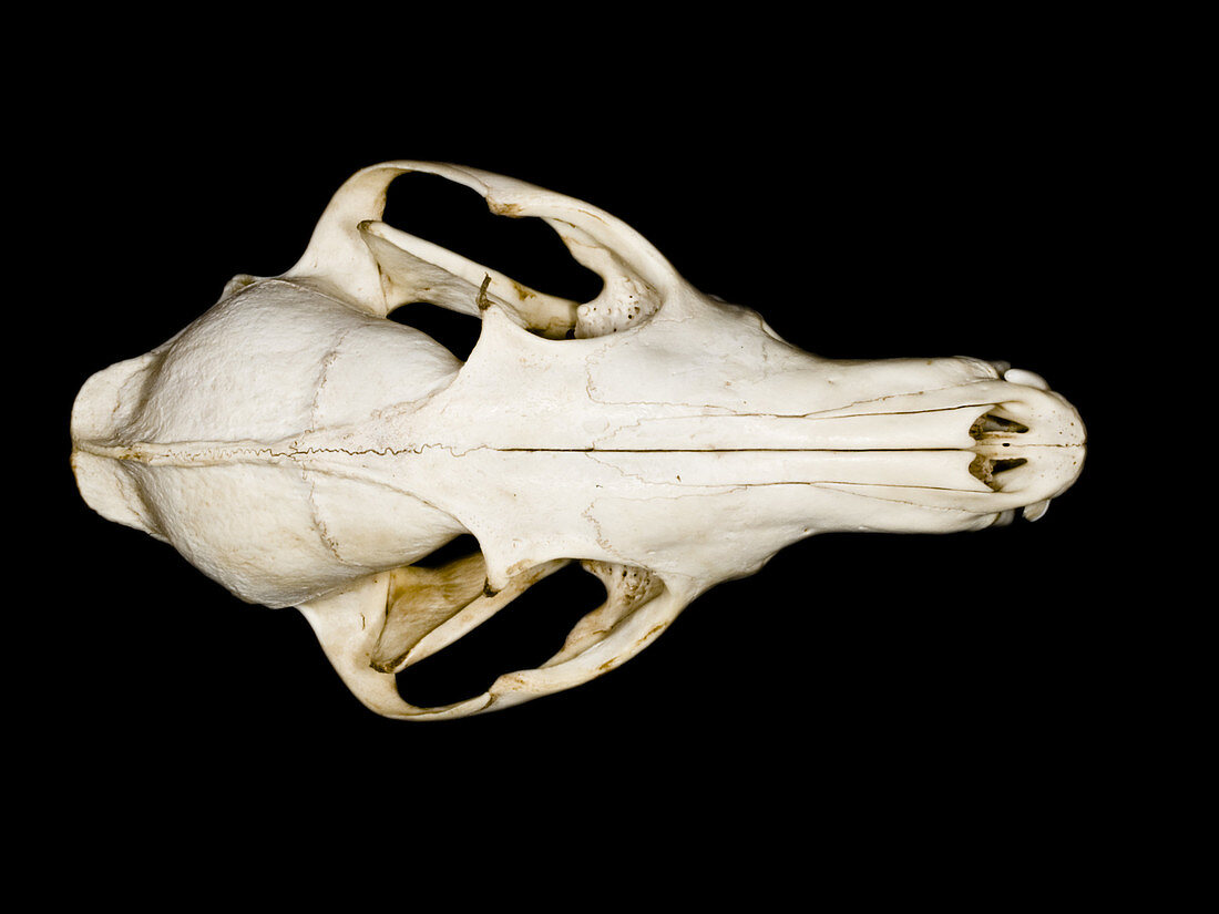 Red fox (Vulpes vulpes) skull