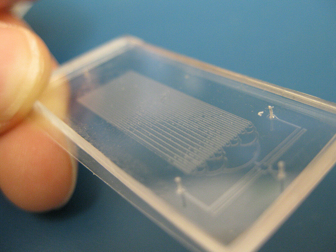 Bacteria Research, Microfluidic Chip