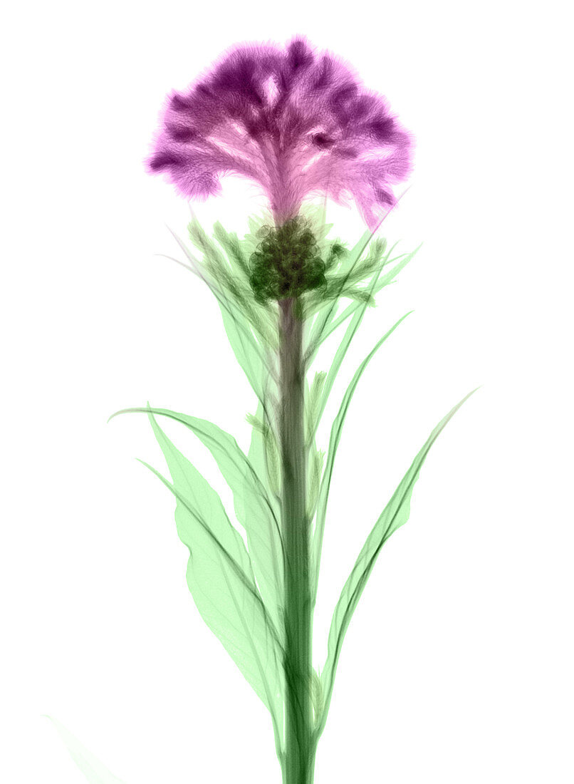 Cockscombs Flower, X-ray