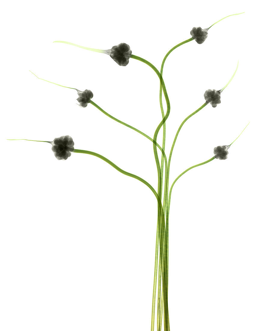 Hardneck Garlic Scapes, X-ray