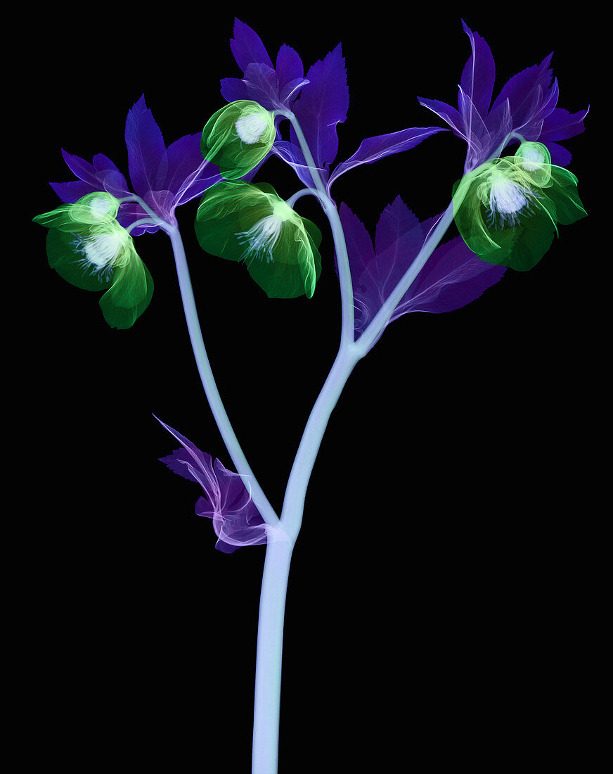 Hellebore Flowers, X-ray