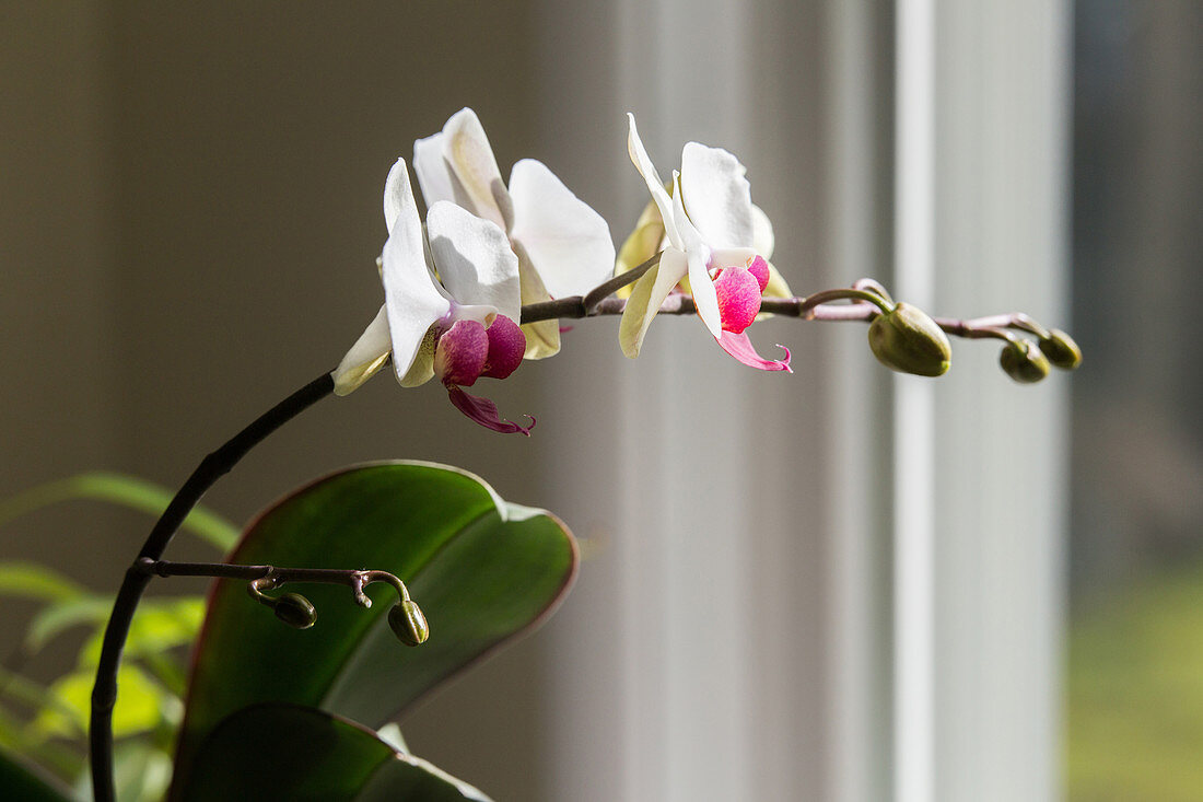 Phototropism of Orchid Bloomstock 4 of 6