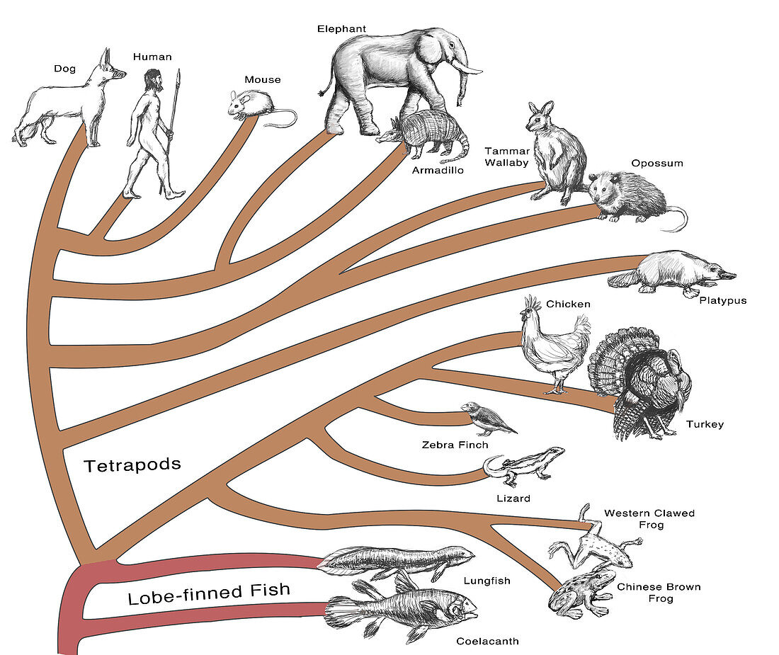 Evolutionary Tree: Animals