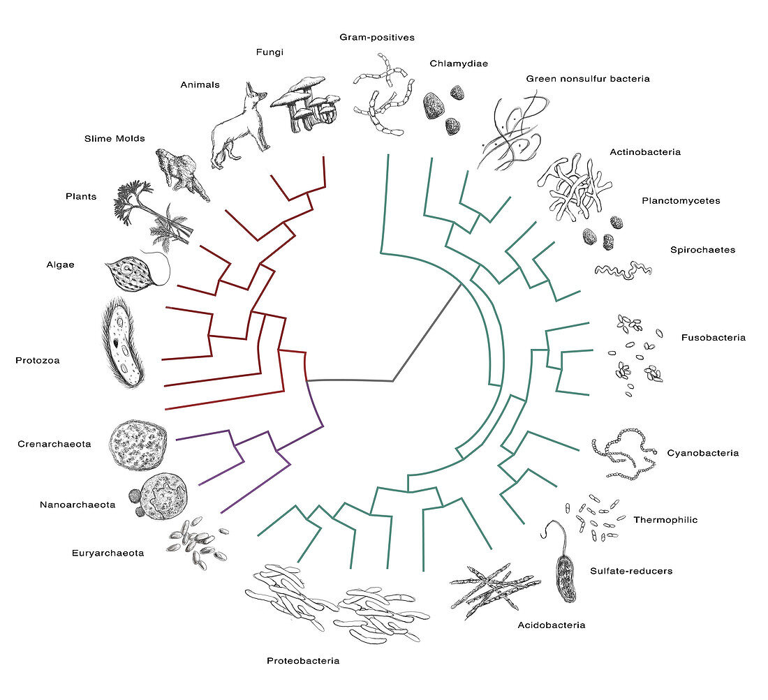 Evolutionary Tree: Bacteria